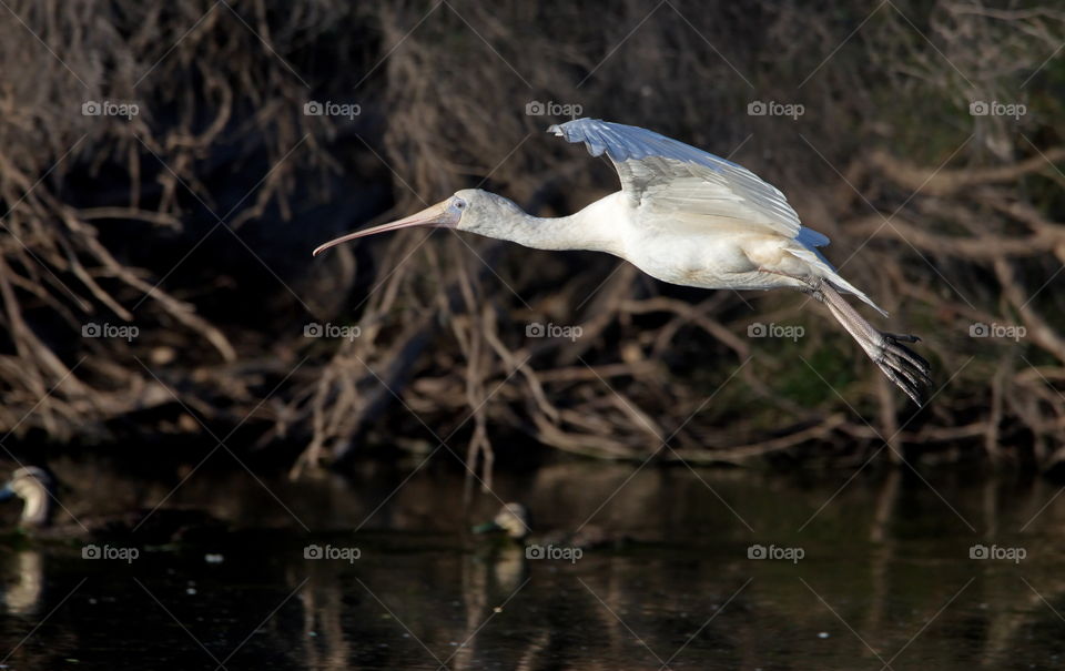 Yellow-billed Spoonbill 
In flight at a wetlands