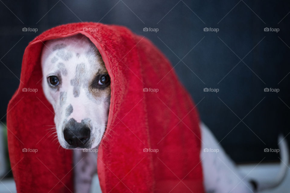 Portrait of dog with towel on head