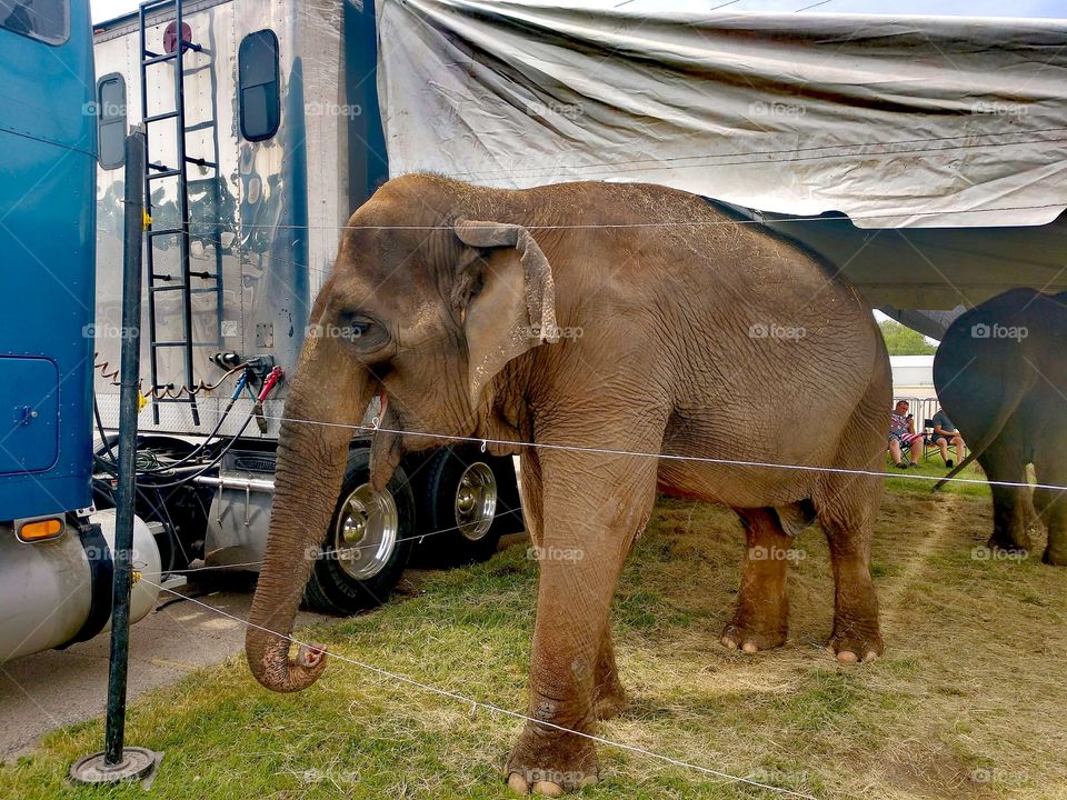 Circus elephant