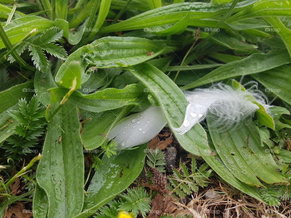 Then know that a white feather is an angel's sign. The angels let us know through feathers on our path that they are with us.