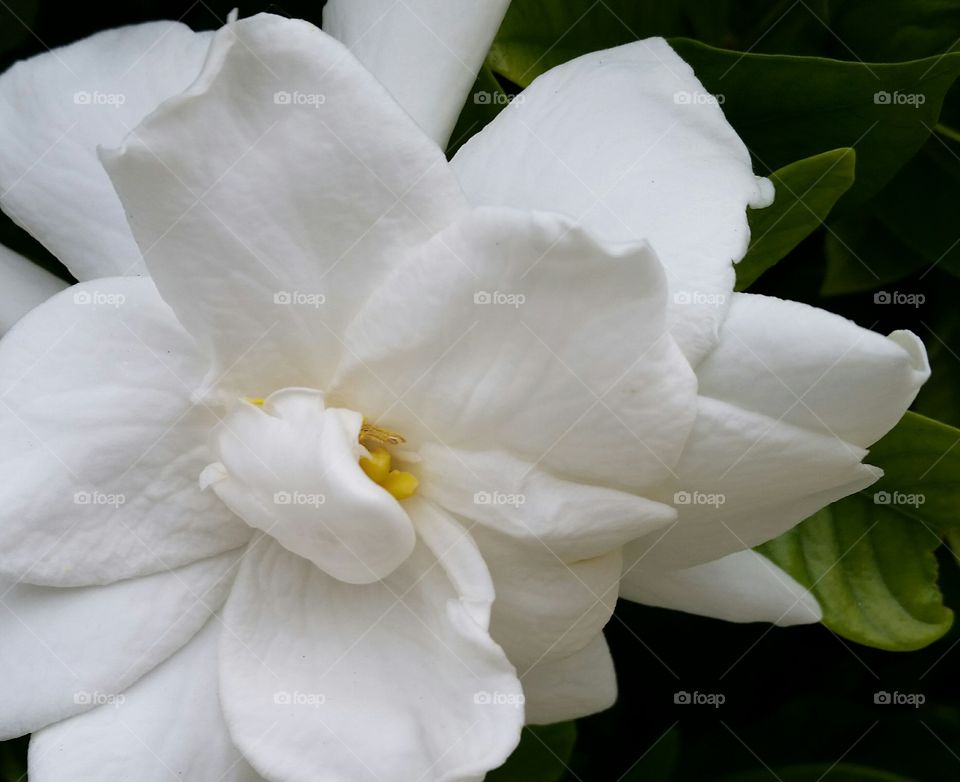 Gardenia