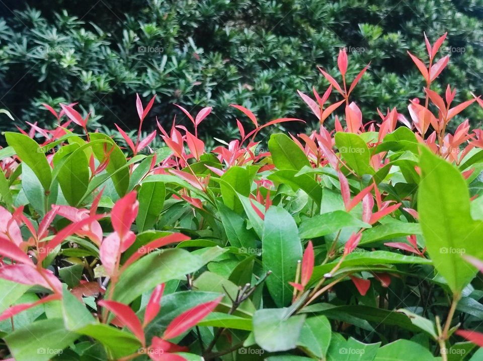 Syzygium rehderianum