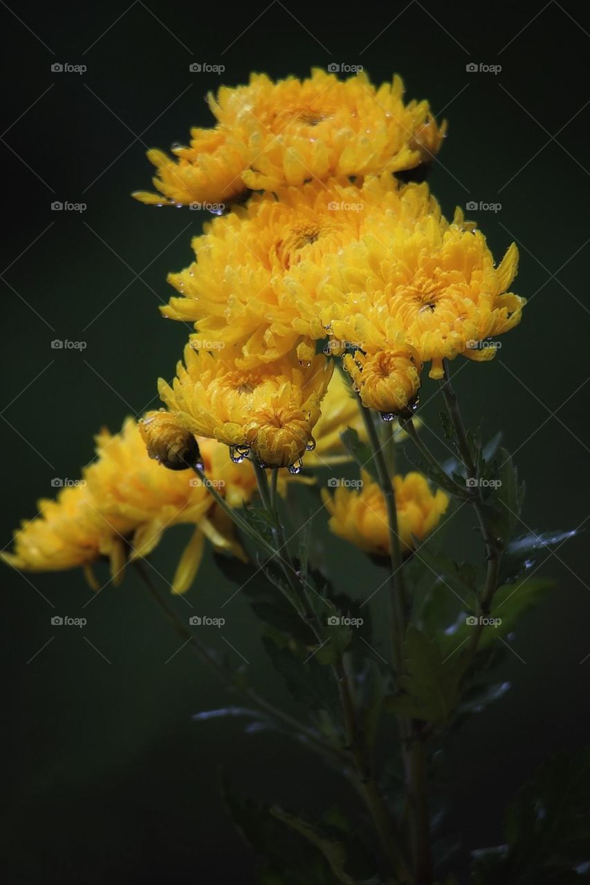 chrysanthemums