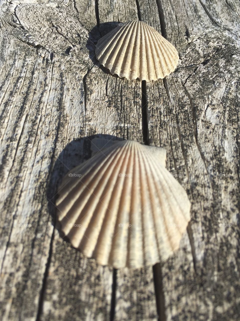 Sea shells