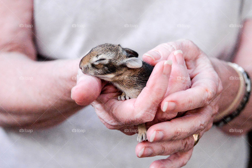 Animal in human hand