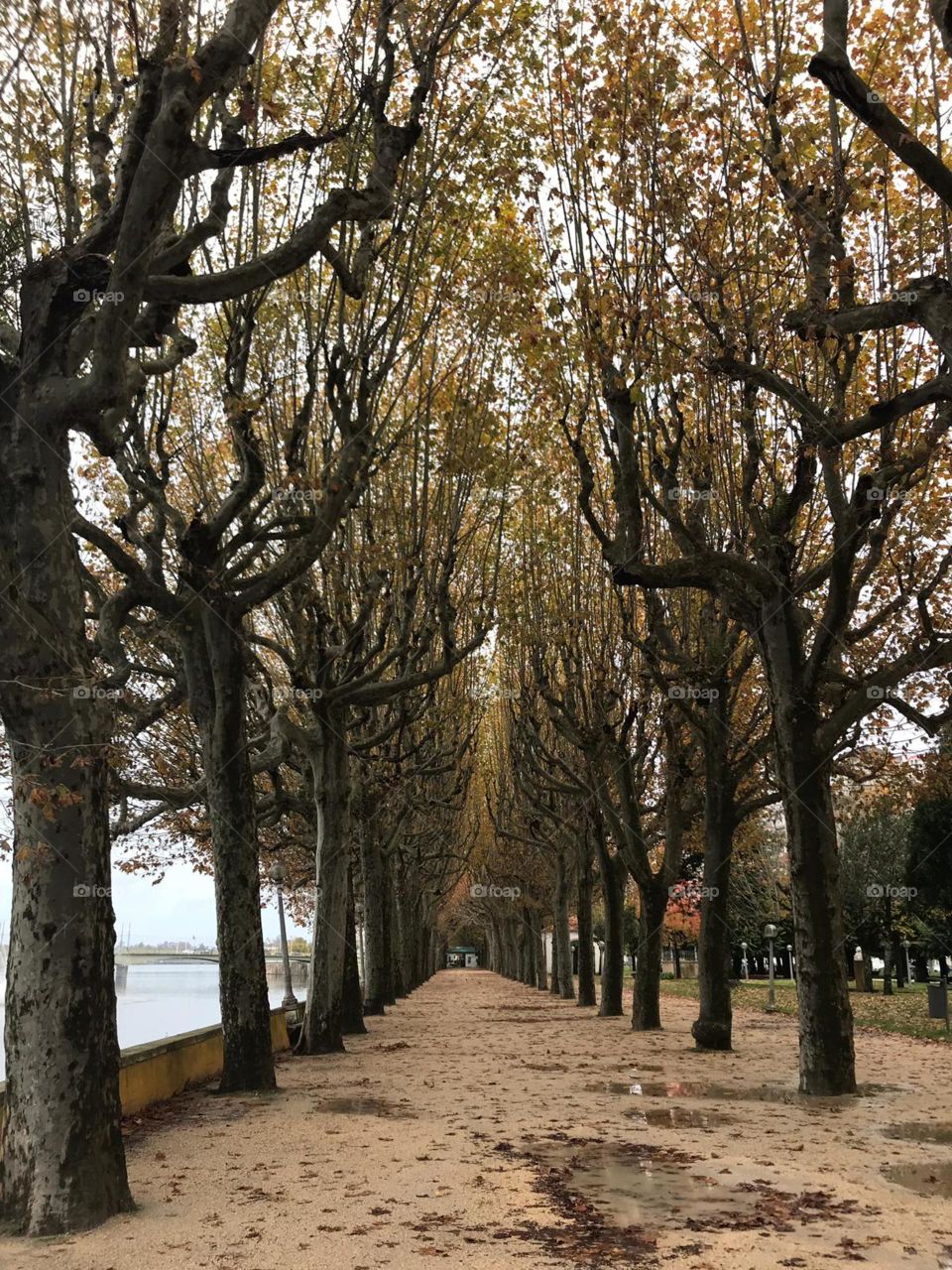 A beleza do Outono em Coimbra