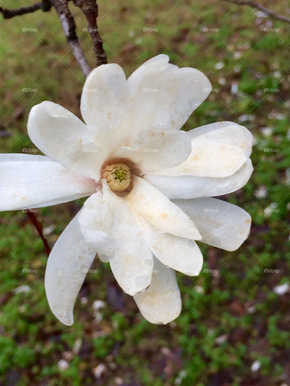 Magnolia bloom