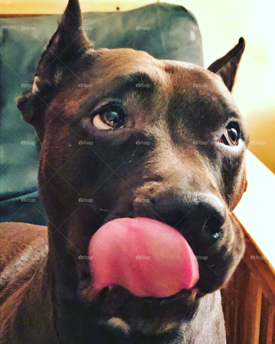 Pris the pittbull dog with tongue
