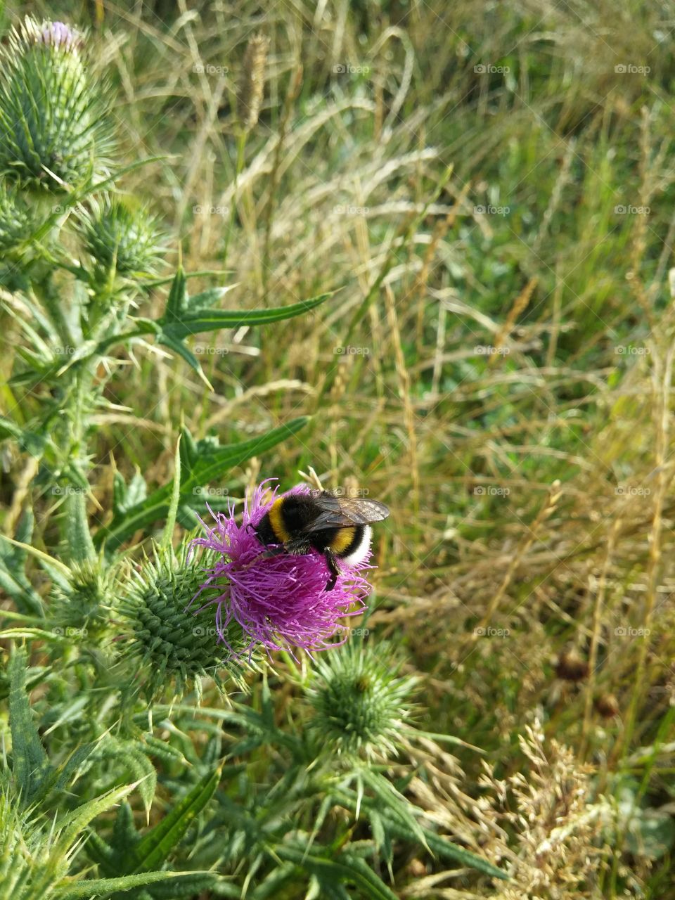 Nature, Thistle, Flora, Flower, Insect