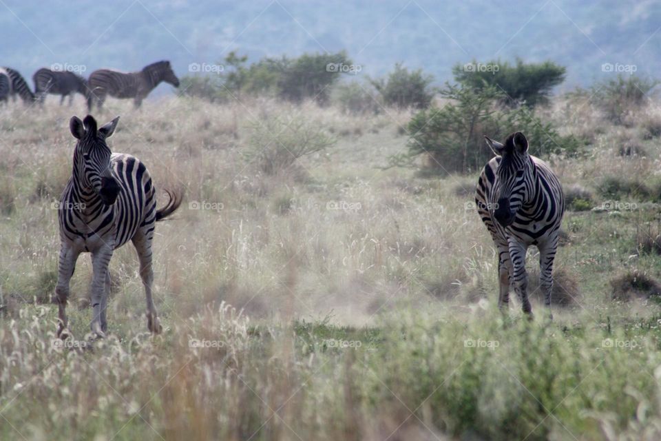 Zebras