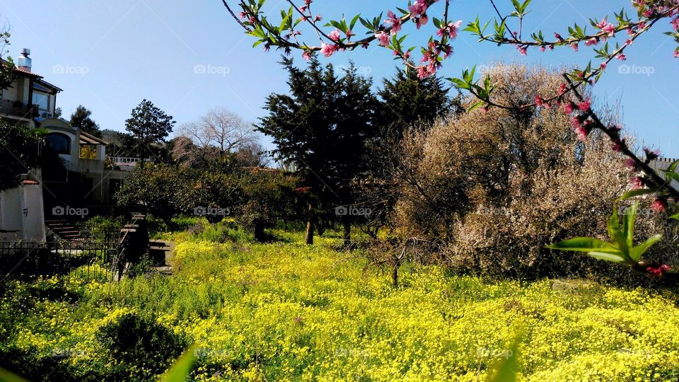 A lawn full of yellow oxalis and prune trees in bloom with a branch of peach blossom in the foregrouund in the village of Panza on the Italian Island of Ischia