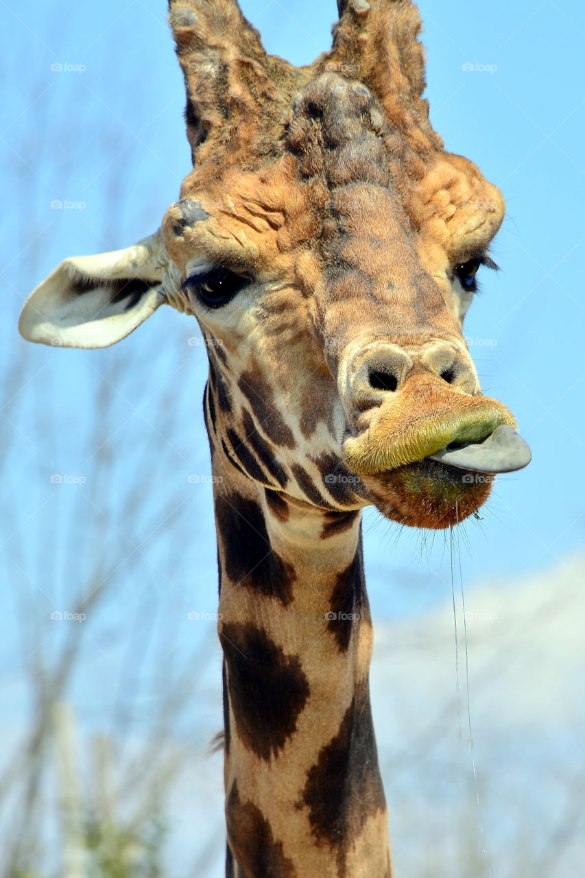 giraffa