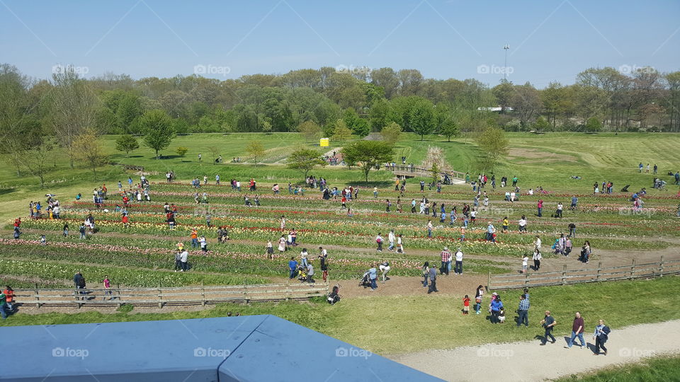 Tulip Time, Holland MI