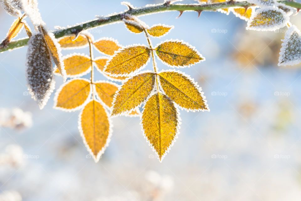Closeup of yellow leaves  on a rose branch with frost edges on a sunny cold winter day outdoors 