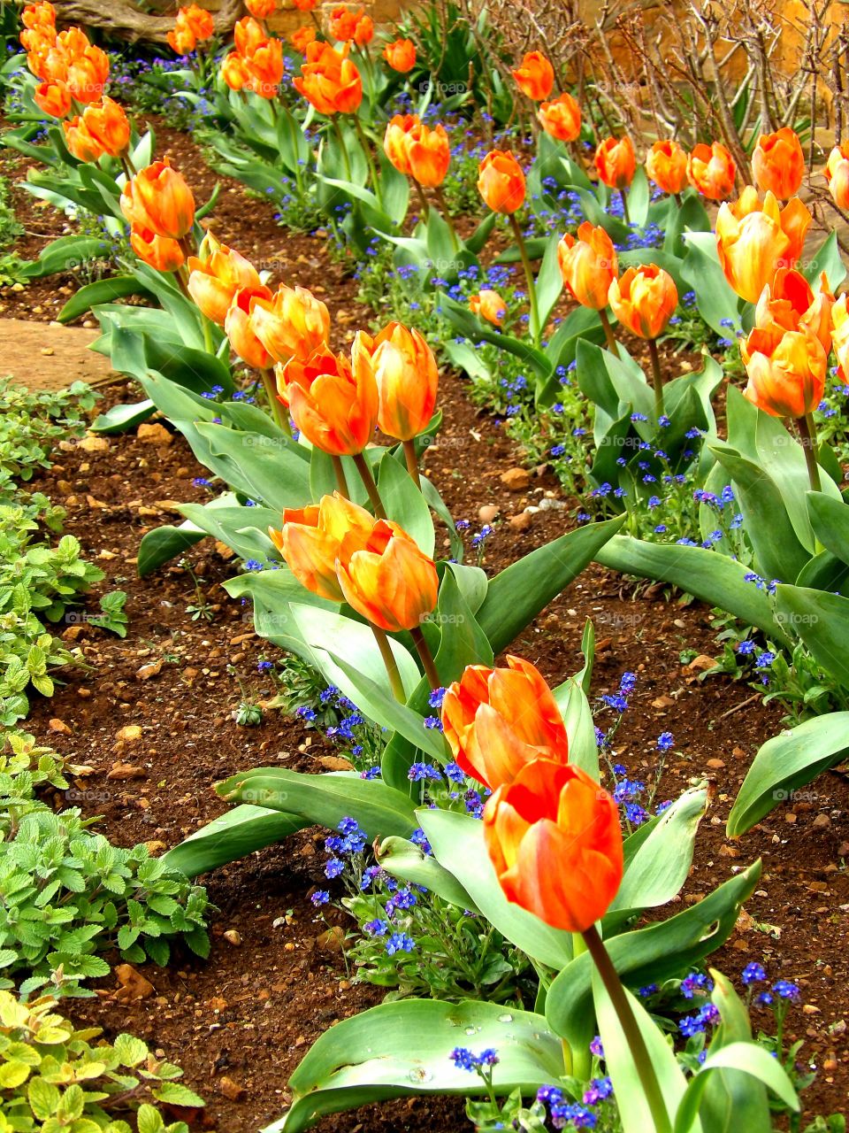Tulip garden