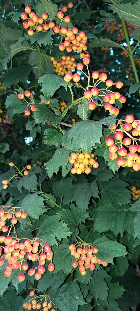 evening viburnum 2