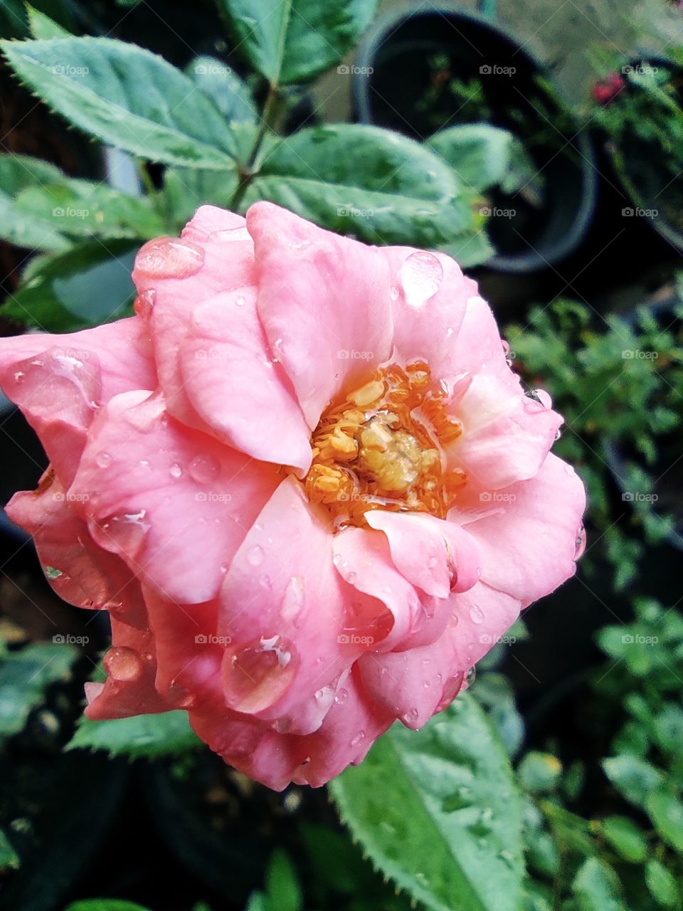pink rose with water drops