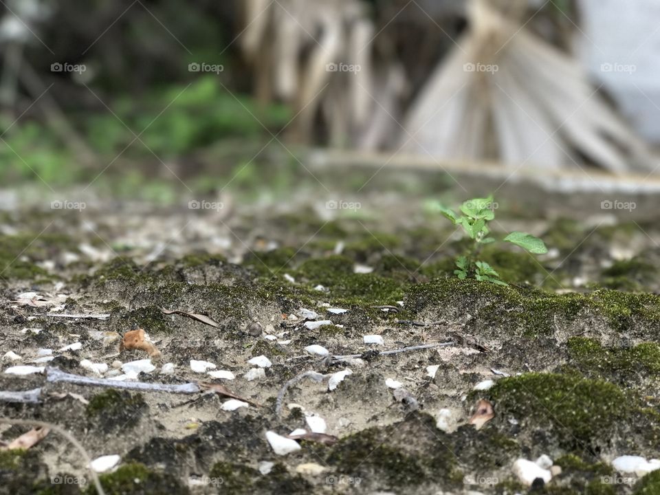 An old grave covered in growth in St. Patrick's cemetery, New Orleans.