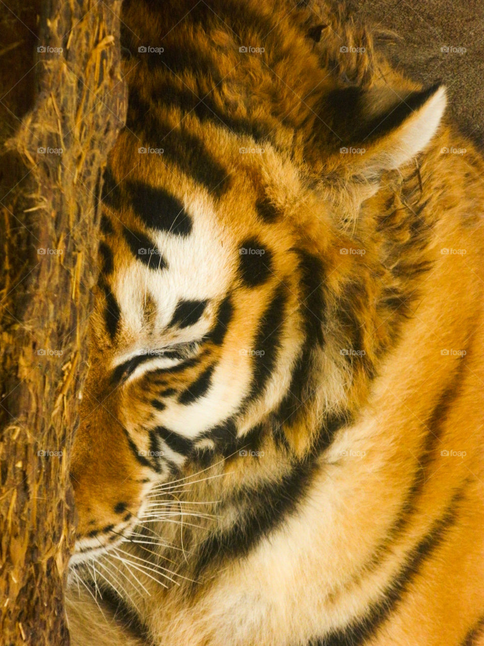 Tiger falling asleep