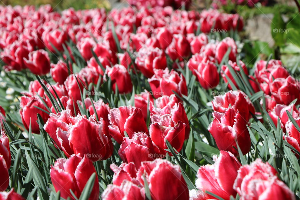 Field with red tulips in full bloom