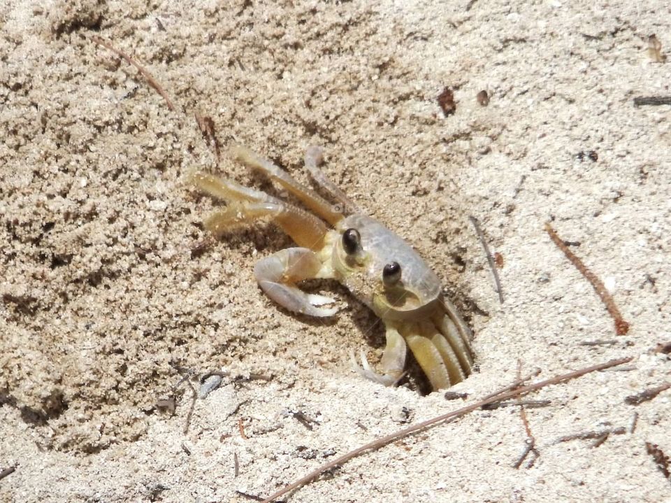 Costa Rica crab