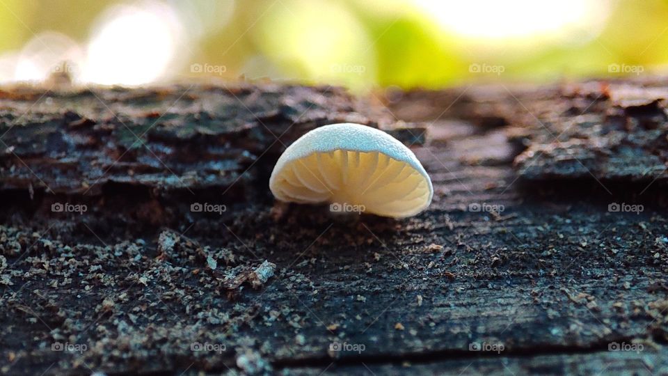 Oudemansiella fungi