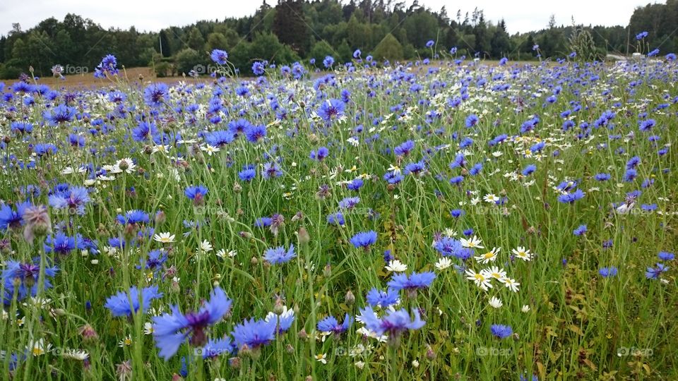 Cornflower  field 