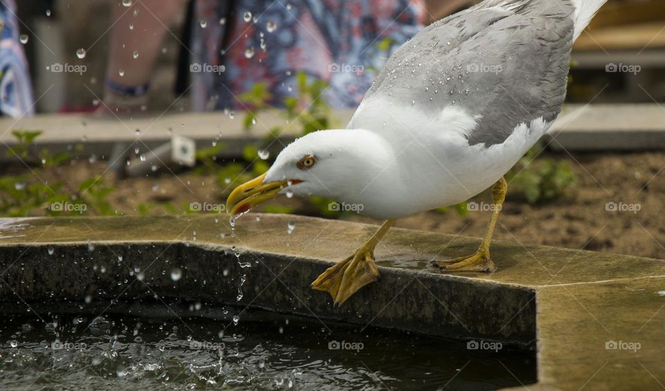Seagull drinks