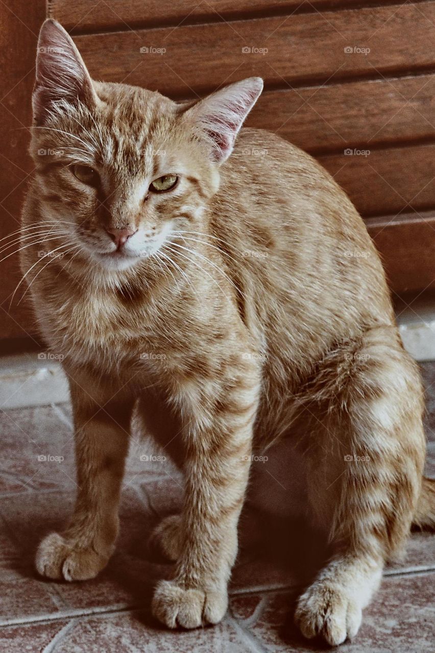 portrait of a curious cat