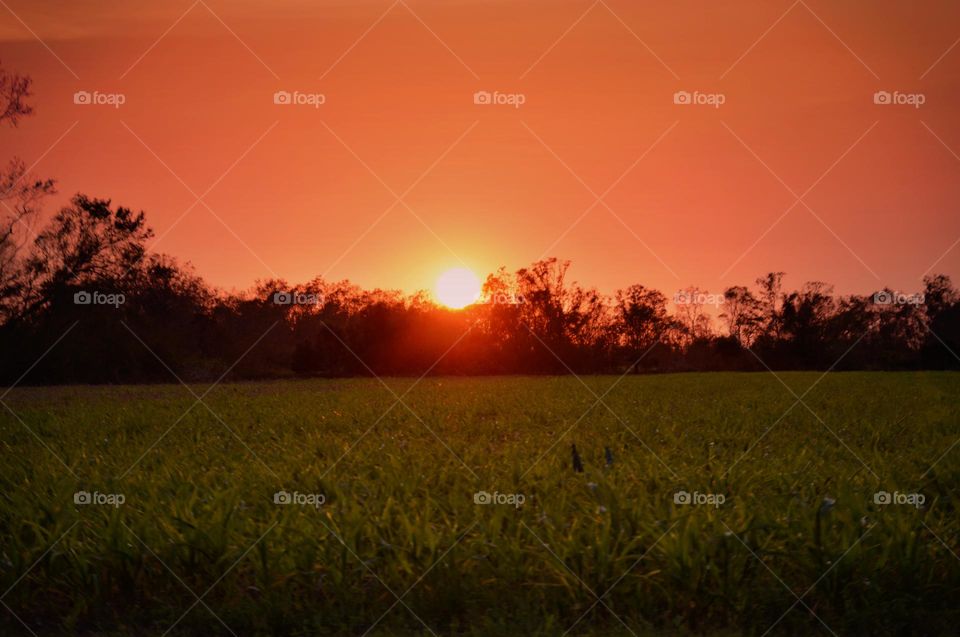Sunset in the field