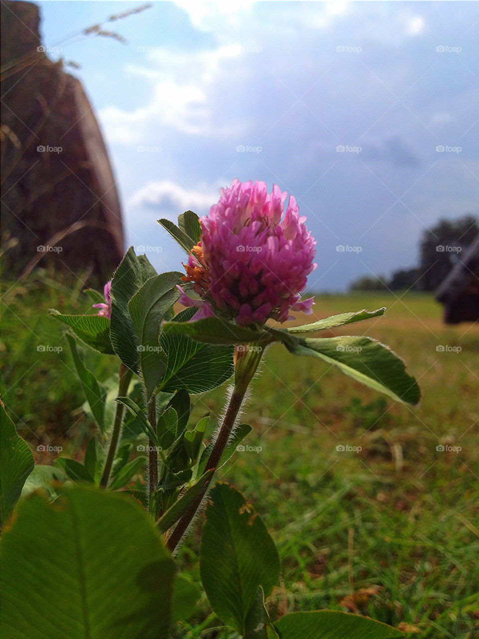 tennessee field ground pink by ohhlookabunny