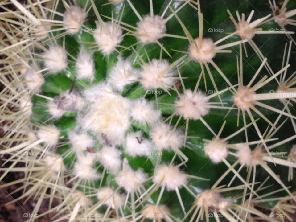 Cactus