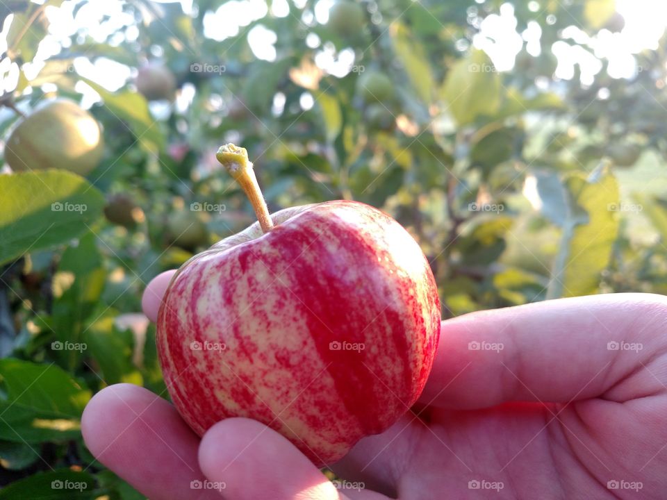 Fresh farm apple.