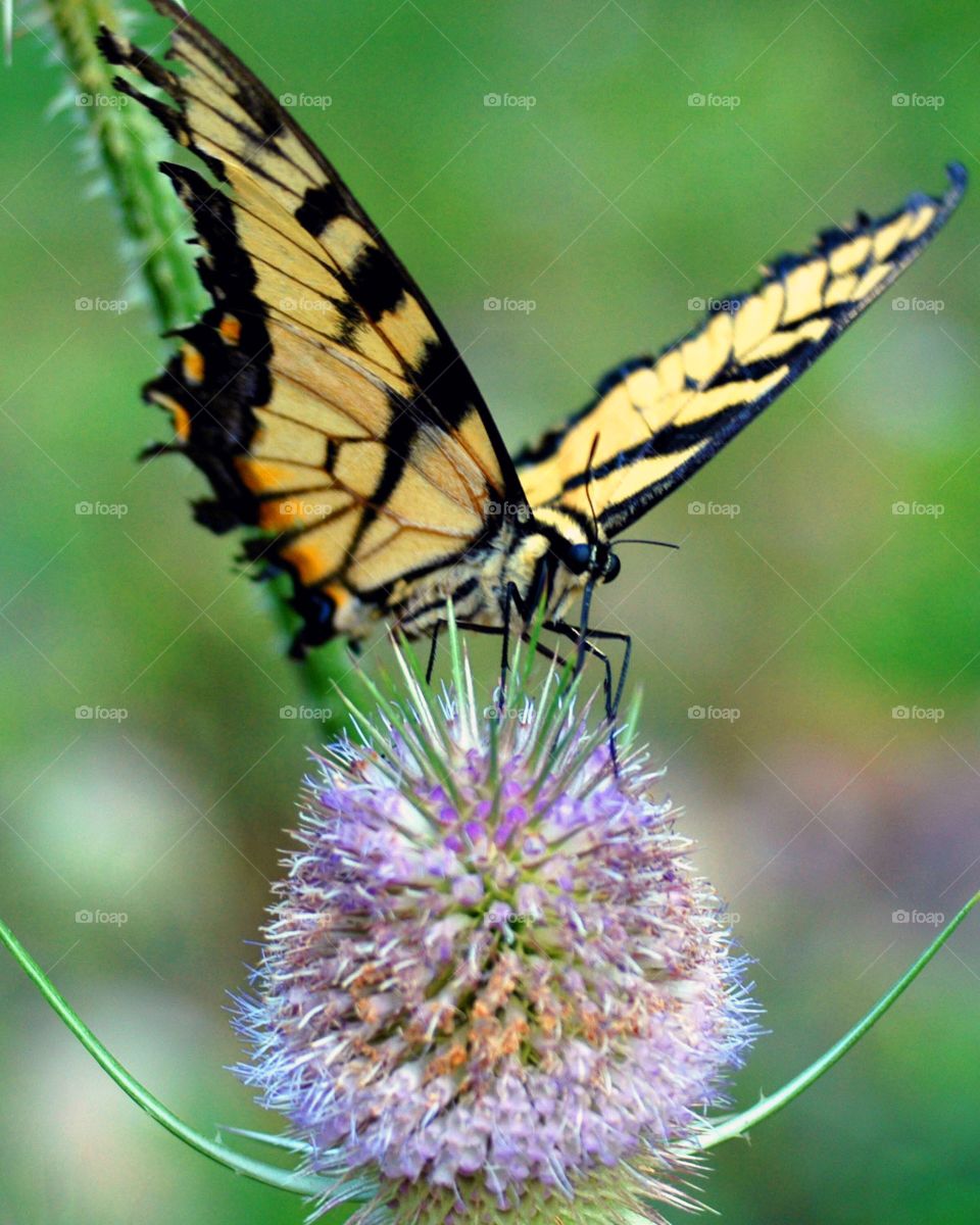 A swallowtail butterfly feeding 