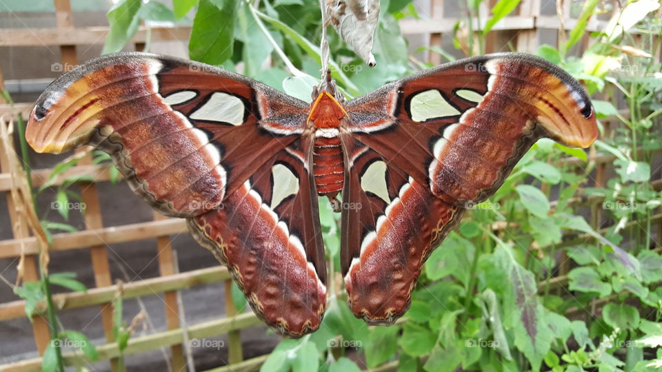 Nature, Butterfly, Garden, Moth, Insect