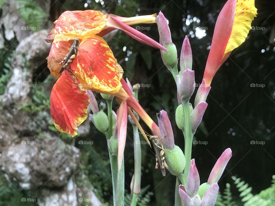 cricket on orchid