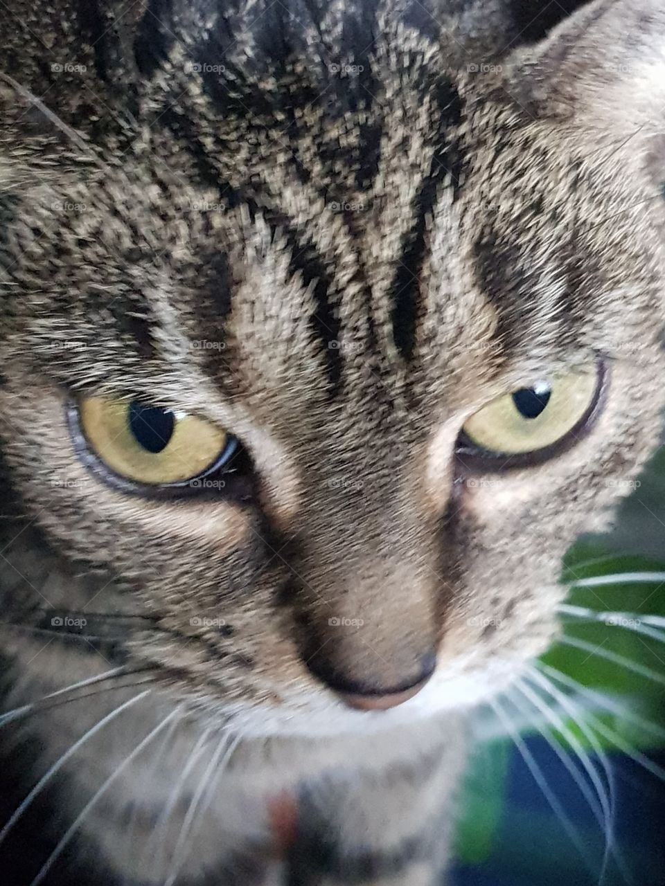 cats eyes 3