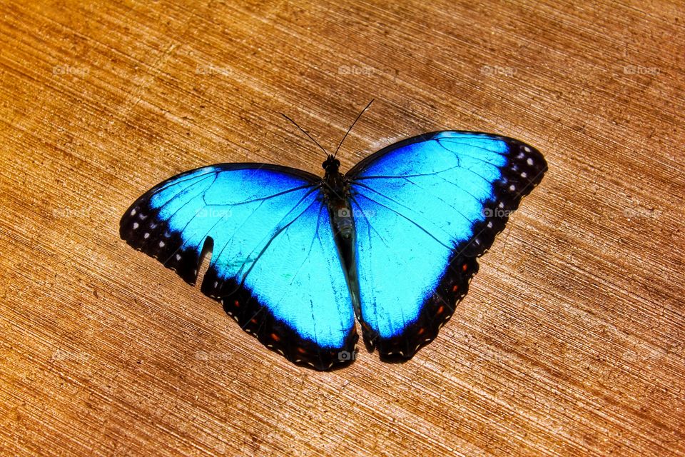 Beautiful butterfly 🦋🌺🌸🌷