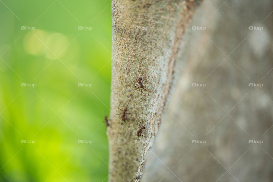 Ants carrying food
