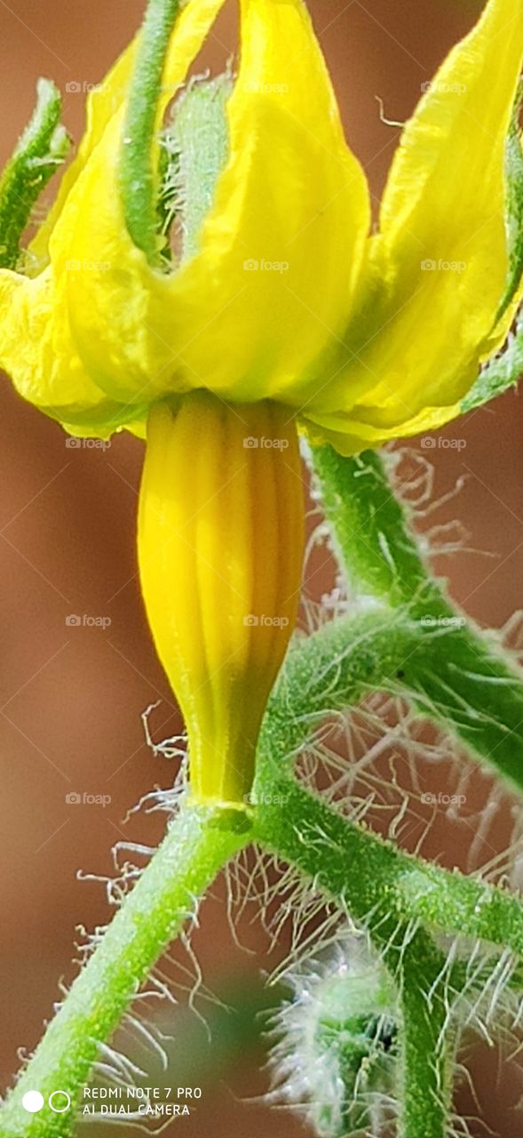 Yellow colour blooming Tomato flower - closeup