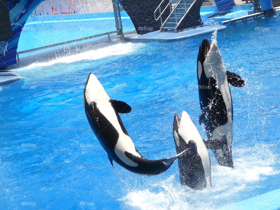 three orca whales / killer whales jump into the air at the same time in a show in sea life. They are well trained and have fun with it.