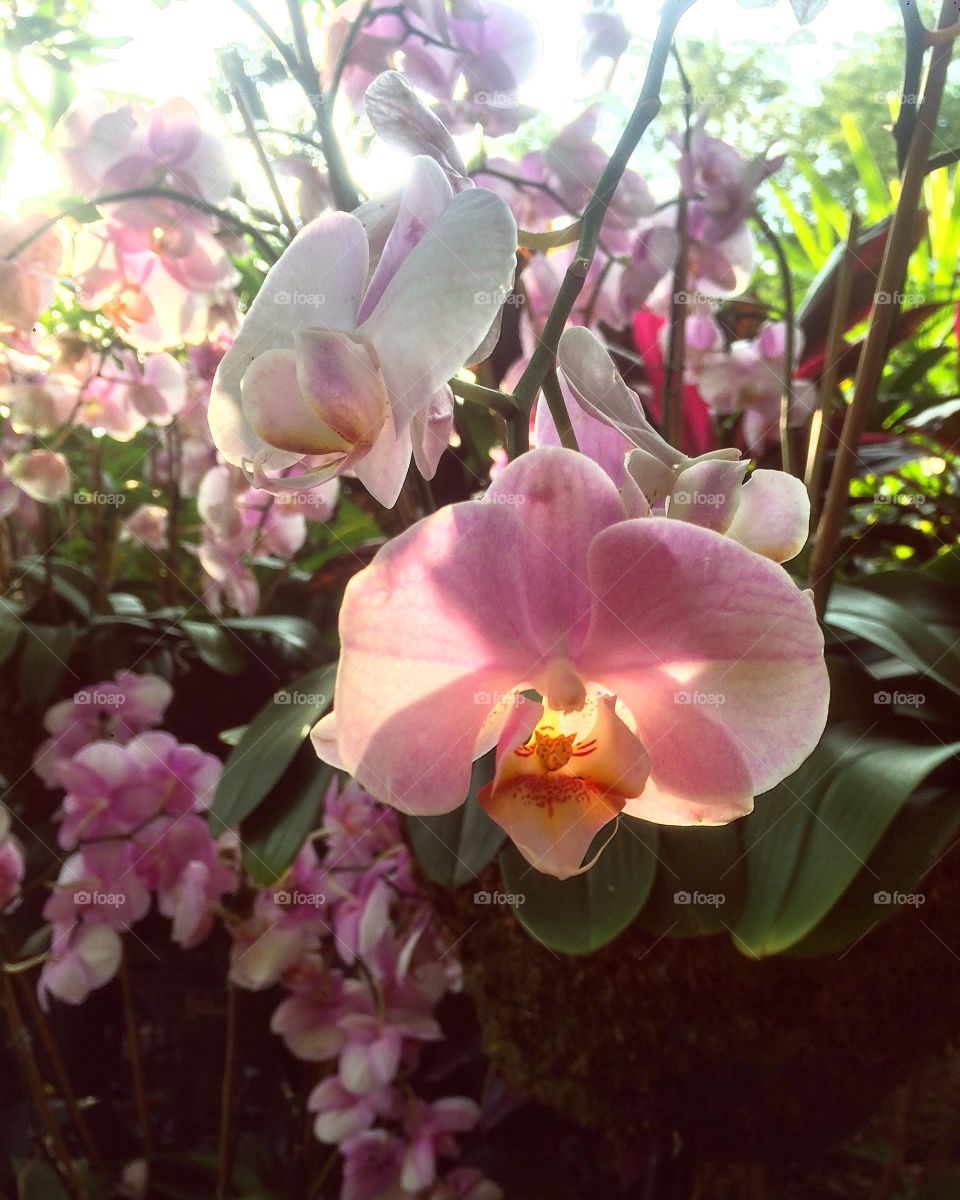 Orchids. 