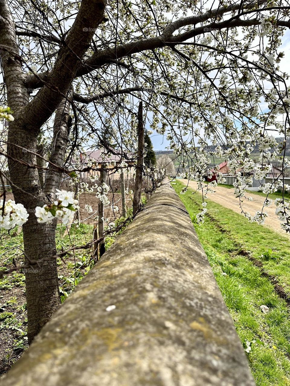 Under the blossom cherry tree 