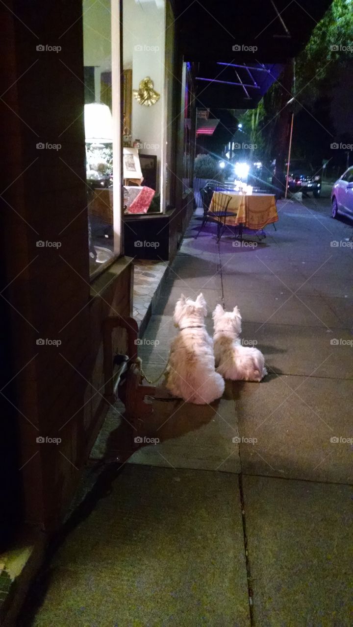 Waiting. Westies waiting for their owner.