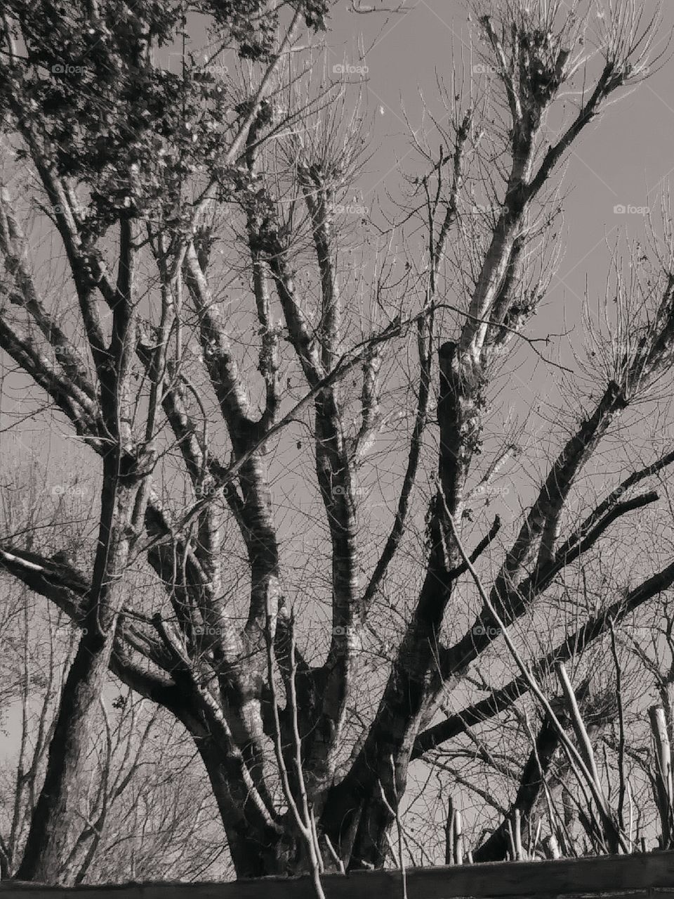 black and white creepy trees