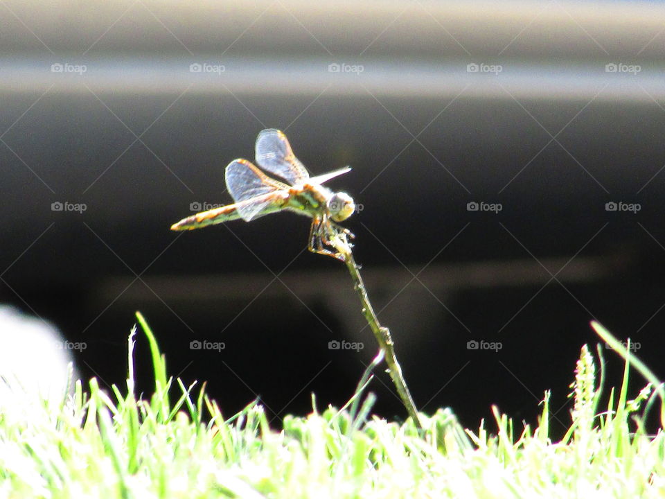 dragonfly