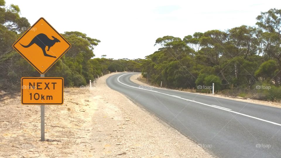 Australian road  sign warning of kangaroos next 10 km.