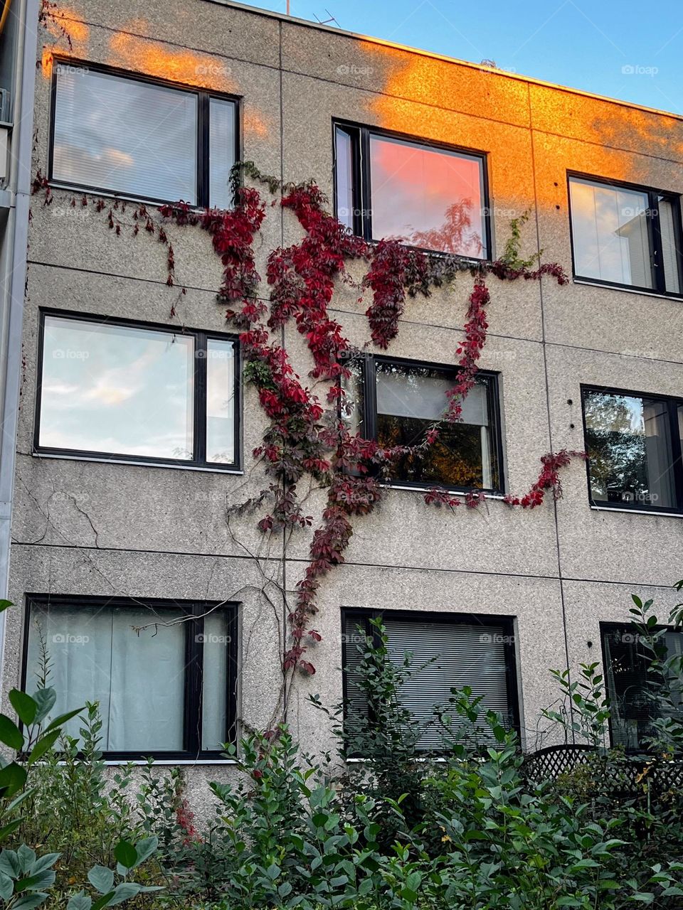 Urban city life: residential building wall with big windows with sunset sun light reflection and blooming dark red bindweed plant 