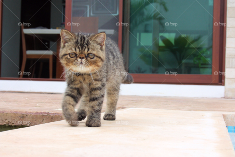 cat animal love cute by javiercorrea15