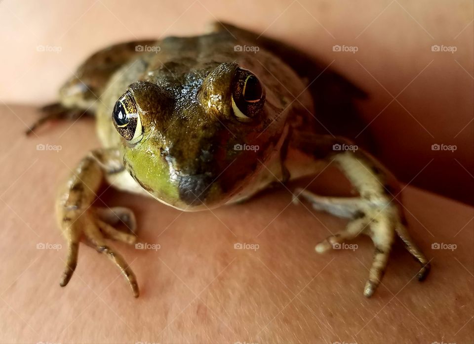 The grandkids found another frog